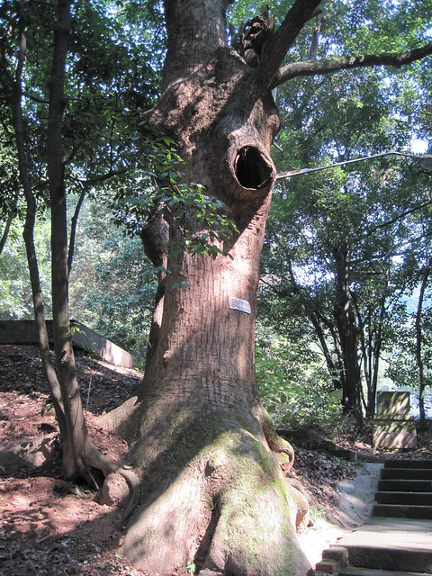 空心树