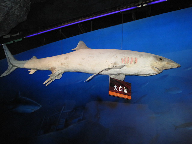 海洋 (1)