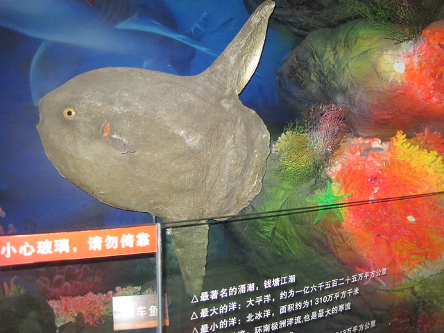 翻车鱼