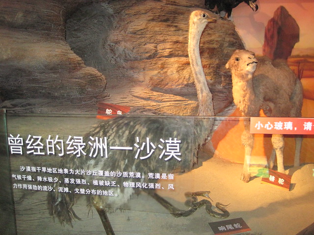 沙漠区