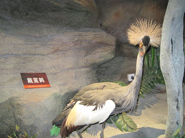 湿地区鸟类