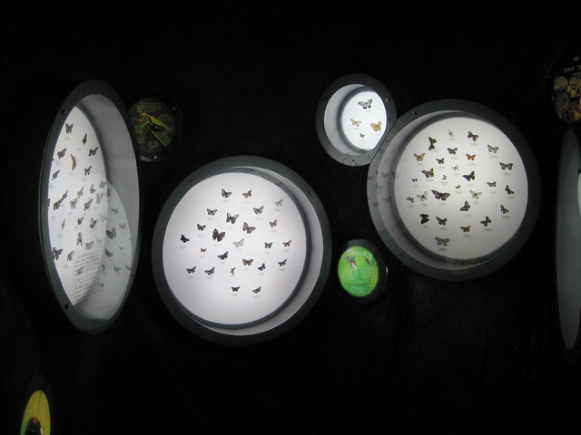 蝴蝶、昆虫类 (1)