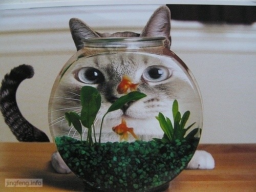 猫猫